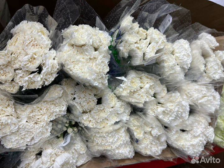 Цветы оптом Гвоздика оптом