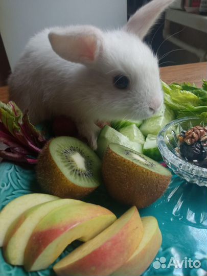 Mini крольчата