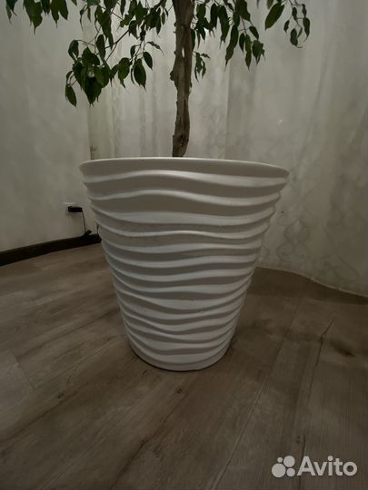 Фикус бенджамина большой