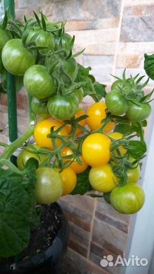 Рассада балк.помидор, томаты в горшках