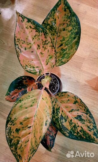 Аглаонема Starbucks