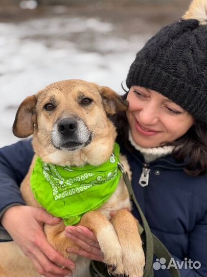 Собака в добрые руки