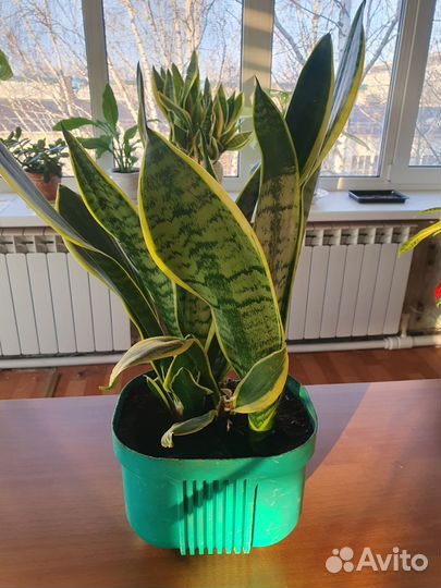 Сансевиерия сортовая