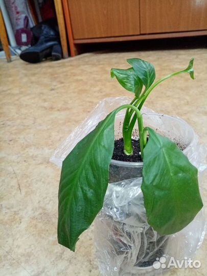 Спатифиллум,зебрина, замиакулькас, крассандра,рео