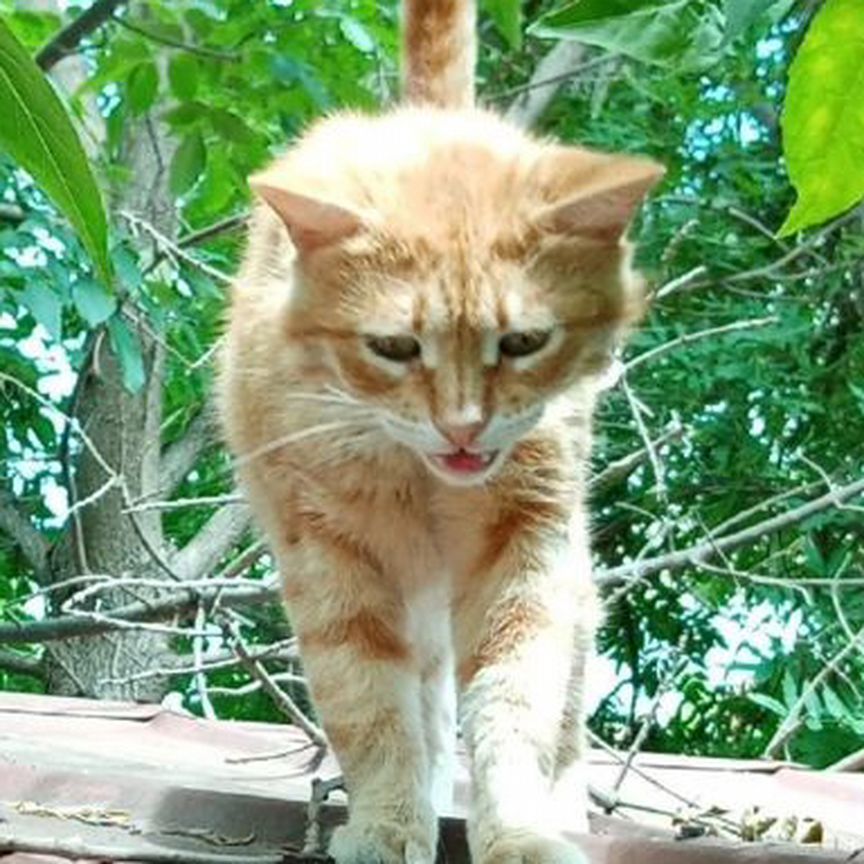 Котика выбросили,живёт на гараже/прячется от собак