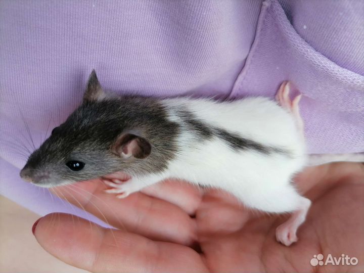 Крыс и крысят отдам в добрые руки