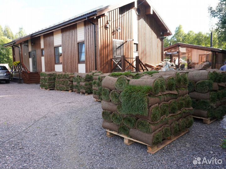 Газон в рулонах премиальный под ключ