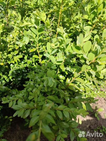 Самшит вечнозеленый