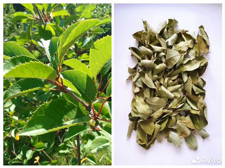 Травы сушеные