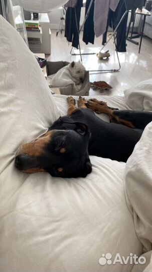 Догситтер/ Передержка собак