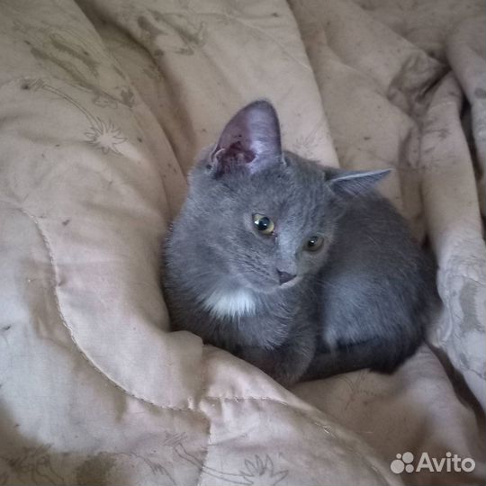 Котенок в добрые руки