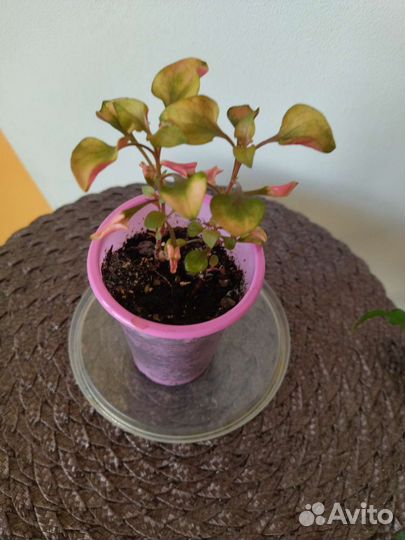 Альтернатера Бетцика