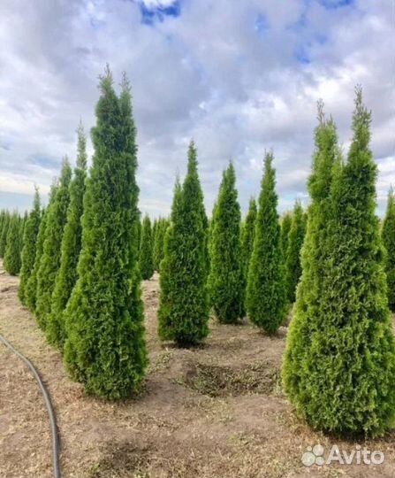 Туя смарагд