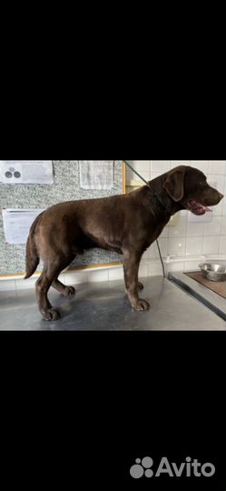 Лабрадор ретривер