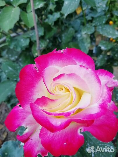 Саженцы роз