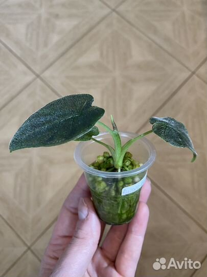 Алоказия Анторо Вельвет, Розовый дракон