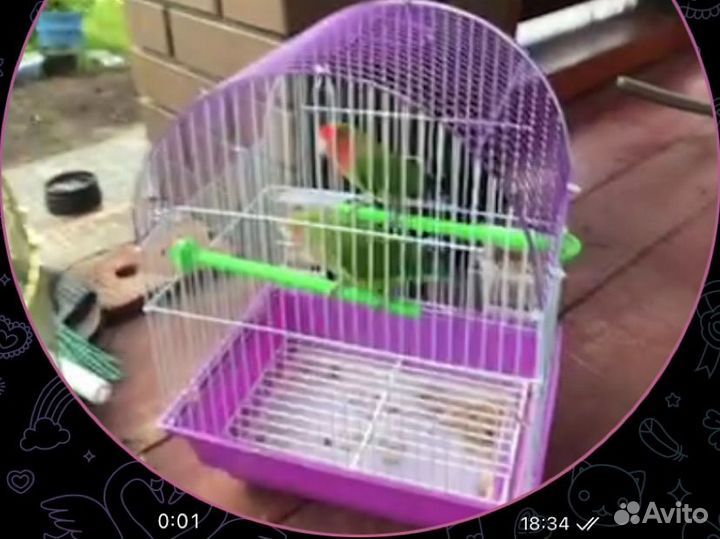 Попугай неразлучники с клеткой