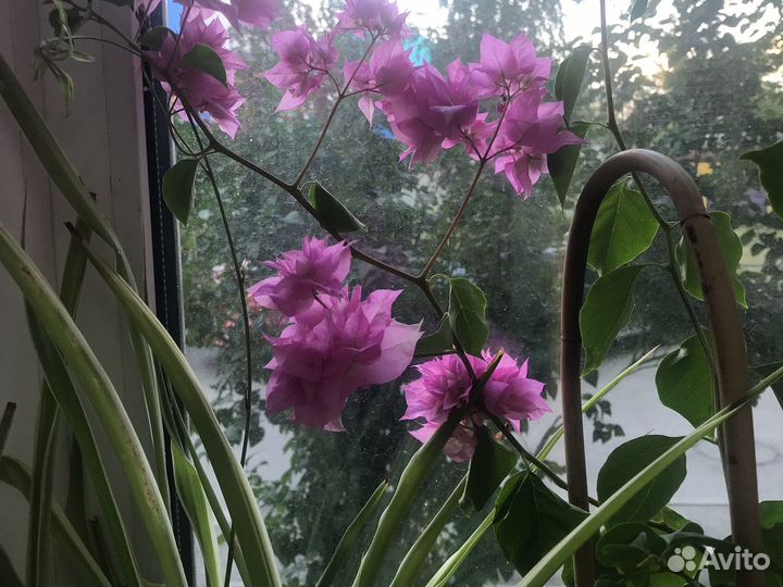 Продам цветы комнатные