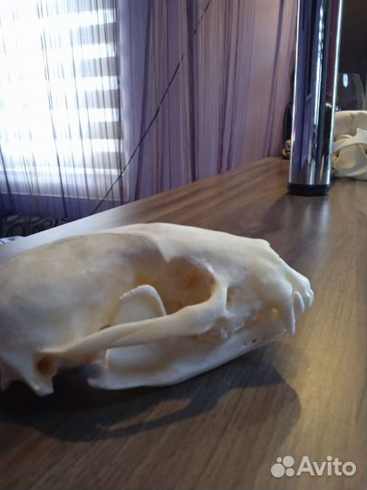 Череп барсука. имитатция