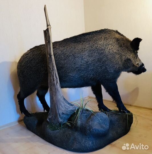 Чучело кабана