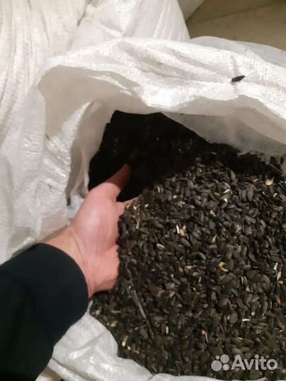 Семечки подсолнечника. Урожай 2022 года