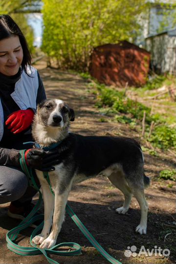 Пёс - подросток в добрые руки