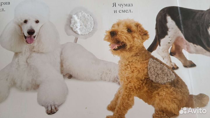 Гав. Книга-игрушка, Мэтью Ван Флит