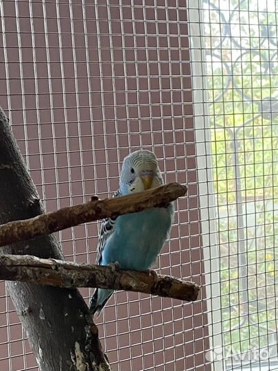 Волнистые попугаи