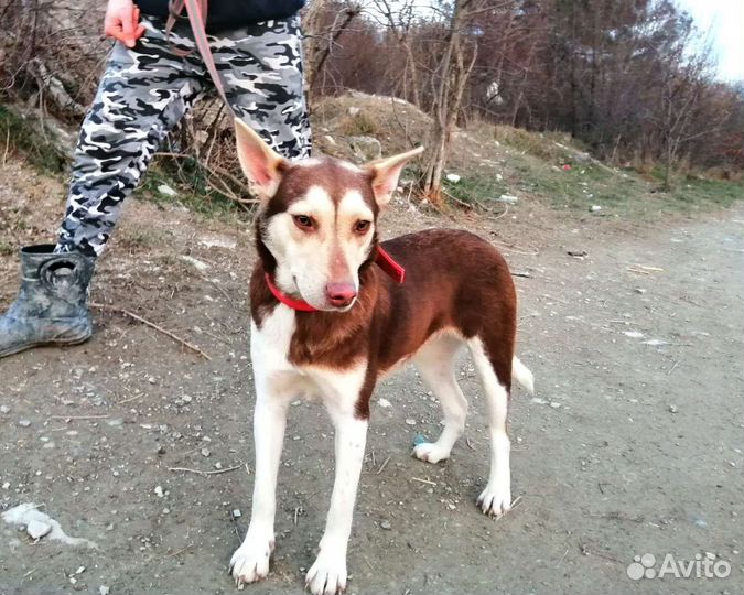 Собака в добрые руки