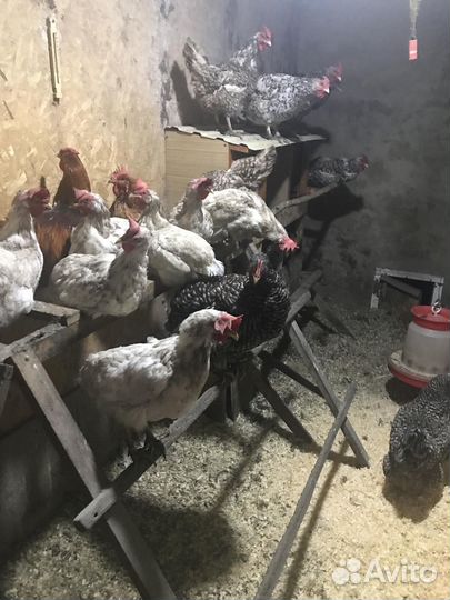 Куры несушки