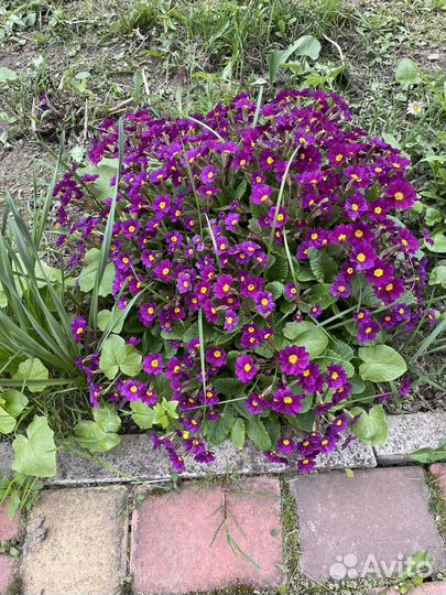 Многолетние цветы для сада