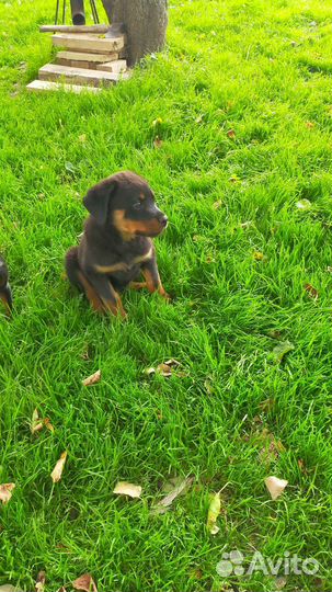 Щенки ротвейлера