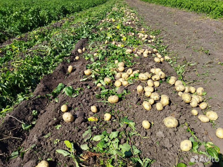Картофель новый урожай