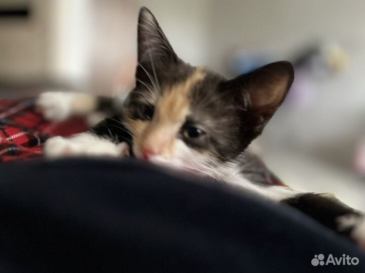 Отдам в добрые руки котенка девочку