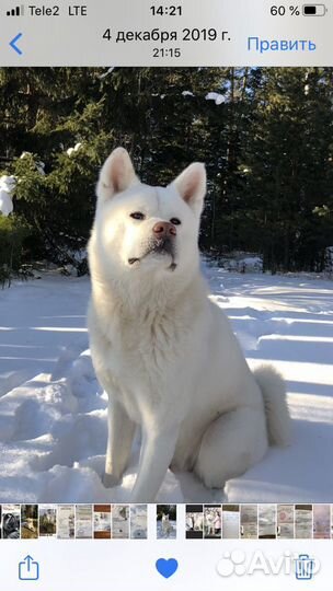 Вязка Акита ину