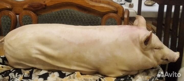 Молочный поросёнок (домашний)