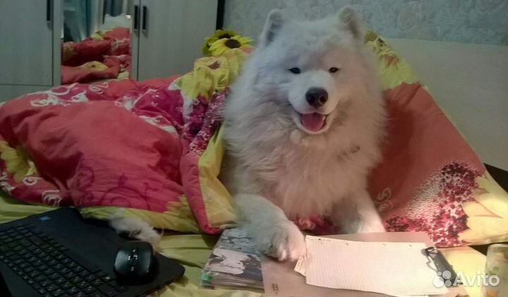 Самоед для вязки