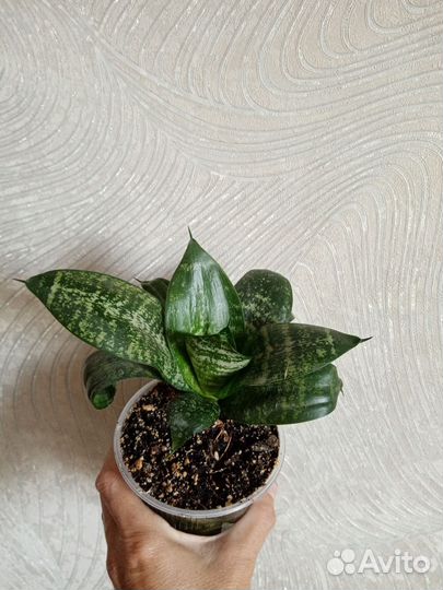 Комнатные цветочки