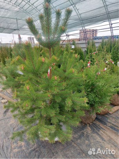 Туя* западная Смарагд Брабант Колумна Кедр Сосна