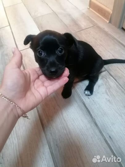 Щенок в добрые руки