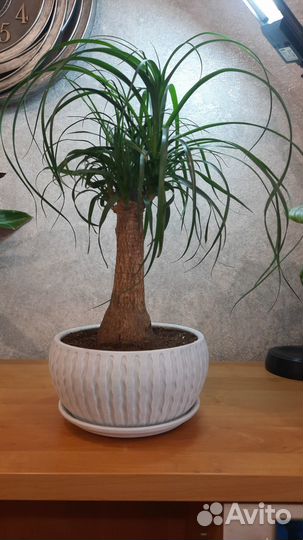 Растения в детскую комнату бокарнея d19 - 2400р