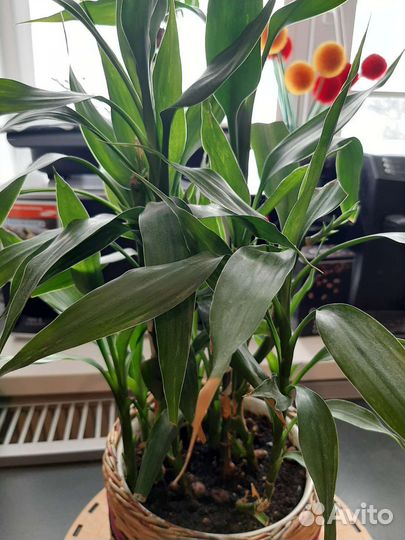 Дендробиум