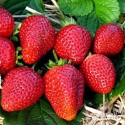 Клубника альбион