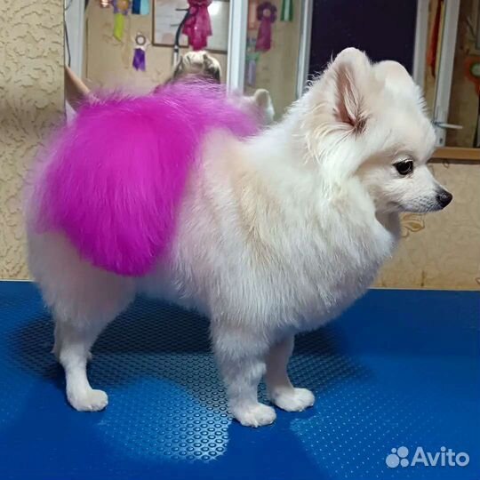 Груминг собак