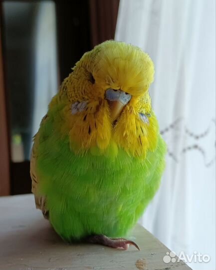 Птенцы выставочного волнистого попугая