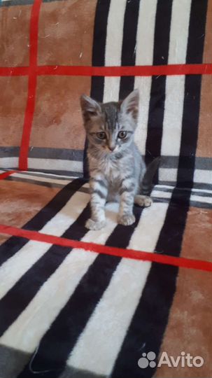 Мальчик в надежные руки