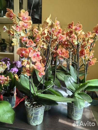 Орхидея фаленопсис