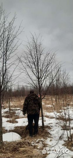 Ели, каштаны, клены