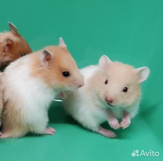 Сирийские Ангорские Хомяки Редкие Ручные