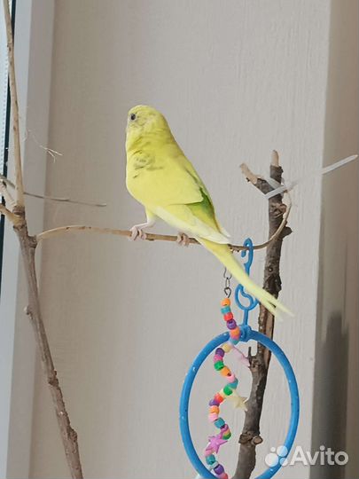 Волнистый попугай девочка 3,5 месяца